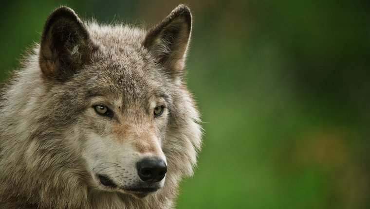 Wölfe verbinden sich mit Menschen wie Hunden: Studie