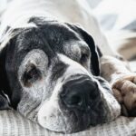 Drei australische Seniorenhunde adoptiert
