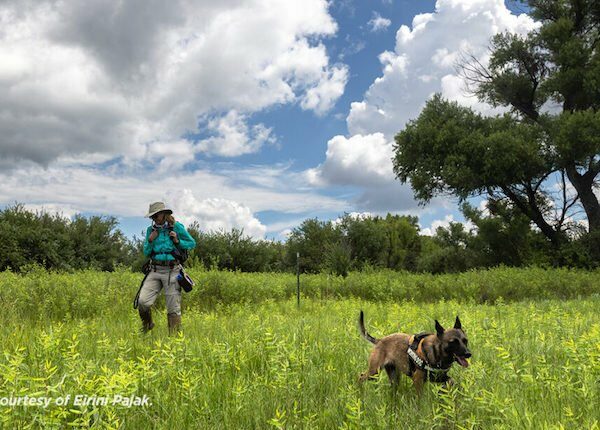 Hunde helfen Forschern aus Arizona, gefährdete Orchideen zu finden