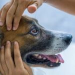 Vorteile der Akupressurbehandlung für Hunde