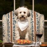 Hunde bekommen neues Gourmetrestaurant in San Francisco