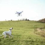 Von Drohnen gefundene Hunde