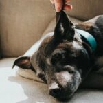Altersbedingter Hörverlust im Zusammenhang mit Hundedemenz