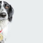 Medaillen für Hundefallschirmspringen während des Zweiten Weltkriegs Verkauft