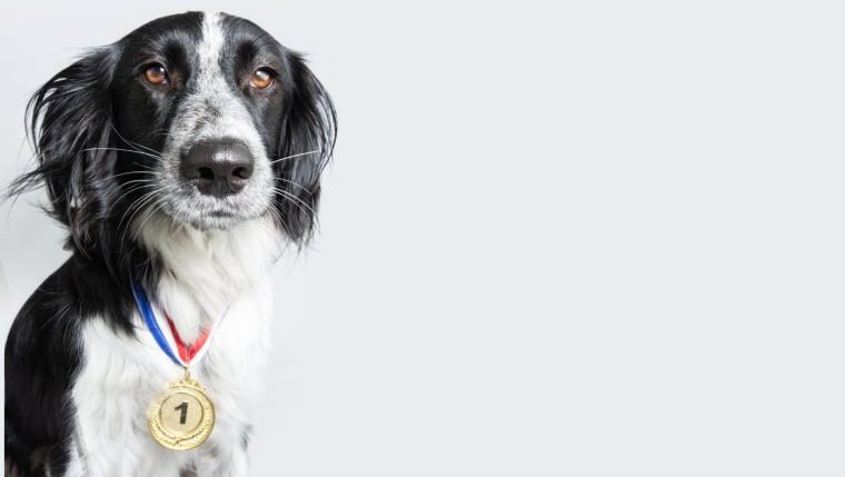 Medaillen für Hundefallschirmspringen während des Zweiten Weltkriegs Verkauft