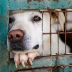 Dutzende vernachlässigter Hunde in England entdeckt