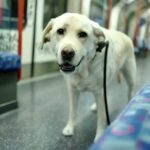Alle Pfoten an Bord: Hunde fahren kostenlos mit der Metro von Montreal