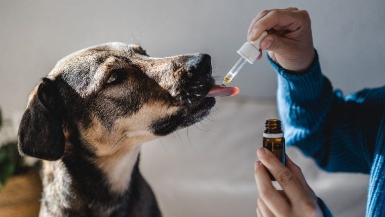 Wie CBD bei Hunden mit Arthritis wirkt