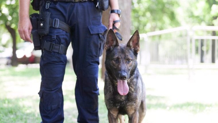 Das Training für Polizeihunde (oder ihre Hundeführer) endet nie