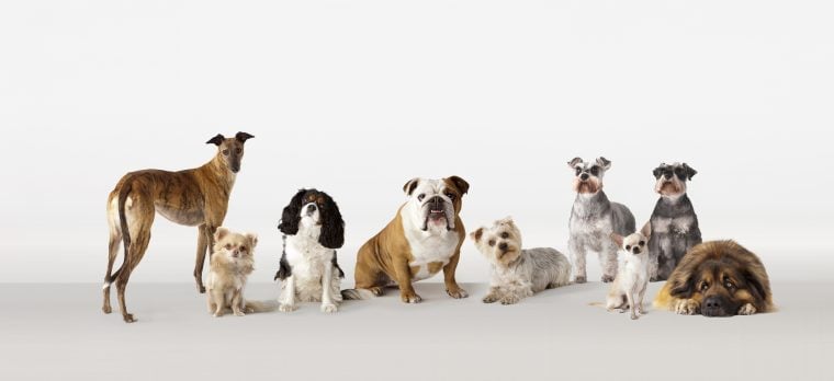 Die 10 einzigartigsten Hunderassen