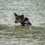 So retten Sie Ihren Hund bei einer Naturkatastrophe