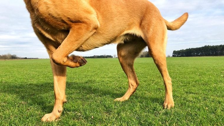 Universität führt Screening-Test für Bänderrisse bei Hunden ein