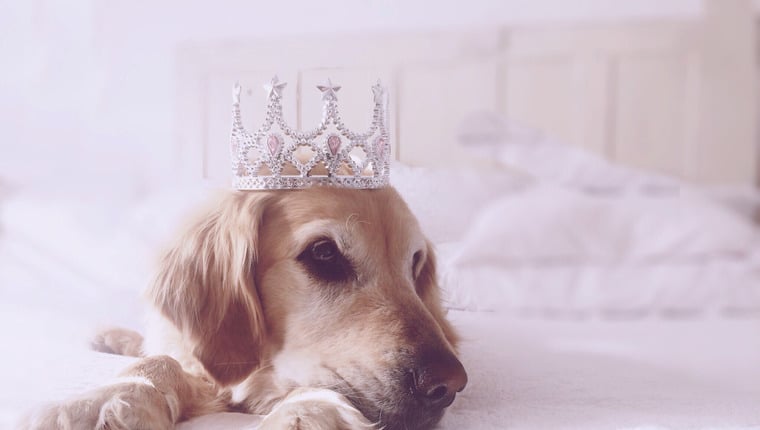 Teenager gewinnt Miss-Dallas-Wahl zusammen mit Diensthund