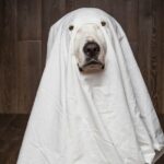 Hunde-Halloween-Kostüme für Ihren Welpen zum Ausprobieren in dieser Saison