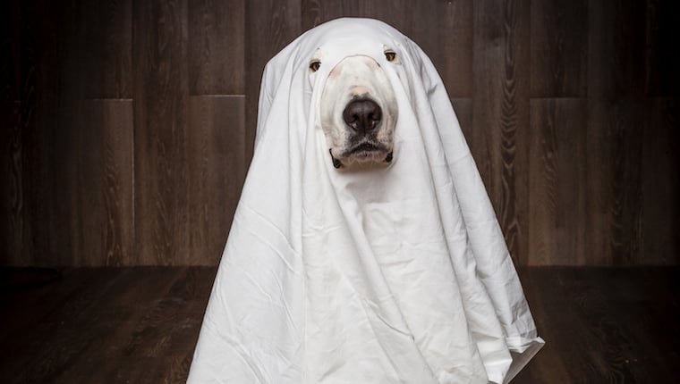 Hunde-Halloween-Kostüme für Ihren Welpen zum Ausprobieren in dieser Saison