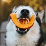 Gesunde Leckereien für Hunde im Herbst, die Ihr Welpe genießen kann
