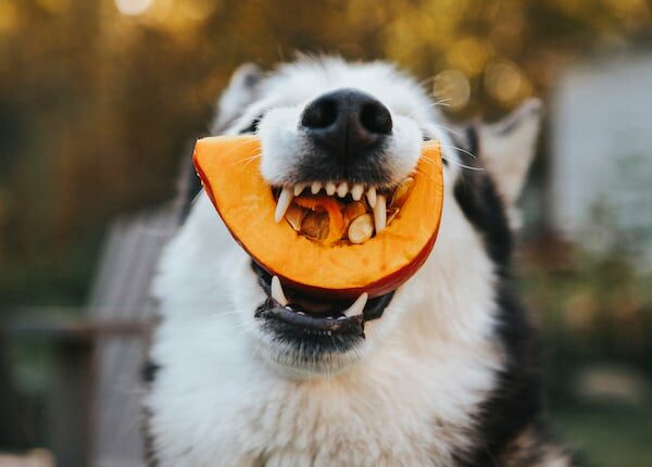 Gesunde Leckereien für Hunde im Herbst, die Ihr Welpe genießen kann