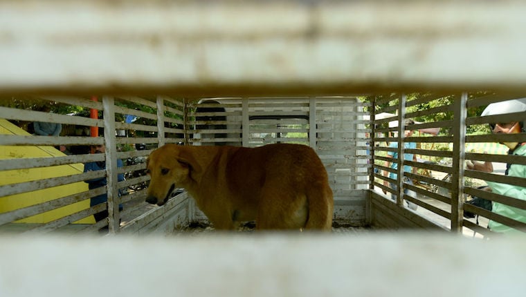 Eine Stadt in Indien hat ein Verbot für bestimmte Hunderassen erlassen