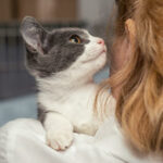 Cat Allergen Reduction Cat Food Innovation