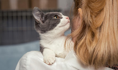 Cat Allergen Reduction Cat Food Innovation