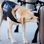 Spermienschnüffelhund tritt der britischen Polizei bei