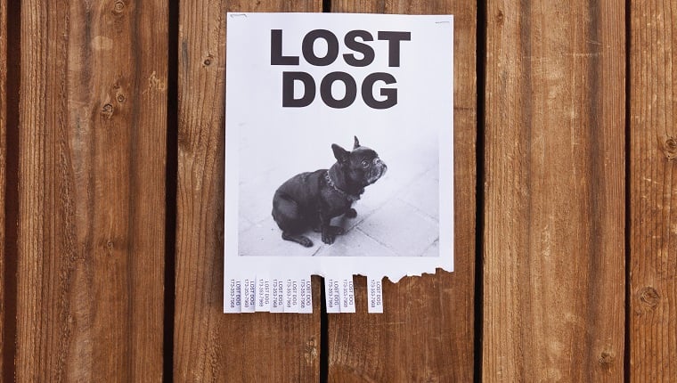 Der gefundene Hund wurde vor sieben Jahren als vermisst gemeldet
