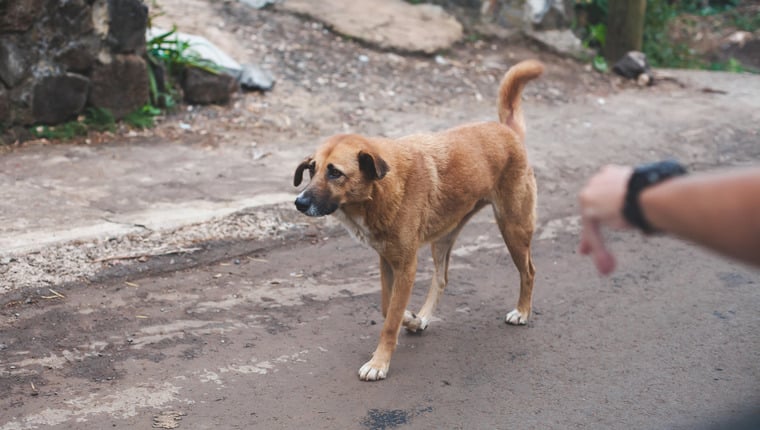 Paar sammelt Geld, um Hunde aus Mauritius zu adoptieren