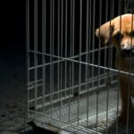Fall von Tiermissbrauch in New Hampshire beleuchtet Probleme mit der Hundezucht