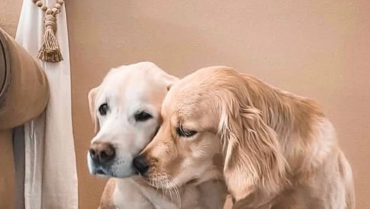 Süßes Video von älteren Hunden und Welpengeschwistern wird viral