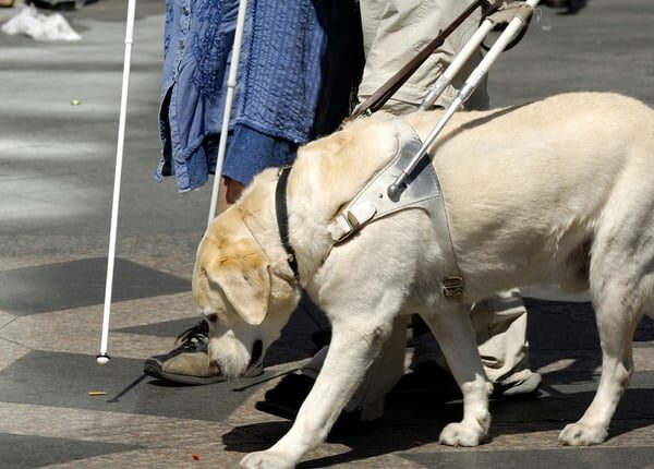 Das K9 Buddy-Programm für Blindenhunde wird auf die gesamten USA ausgeweitet