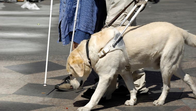 Das K9 Buddy-Programm für Blindenhunde wird auf die gesamten USA ausgeweitet