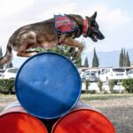 Die Türkei bildet Rettungshunde für die Katastrophenhilfe aus