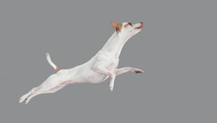 Stunt Dog Trainer enthüllt Tricks des Handels