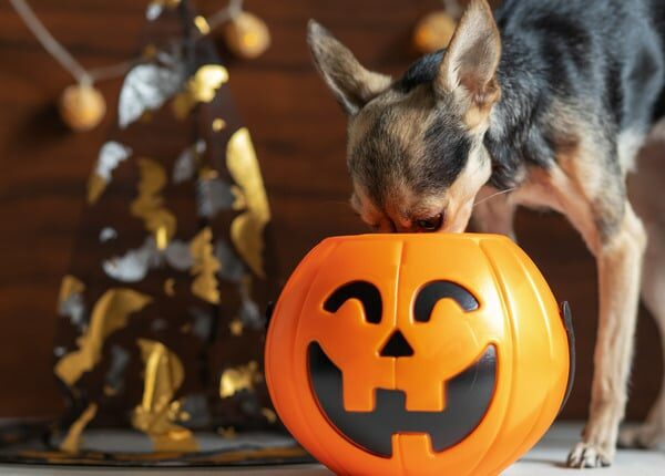 Tierarzt sagt, achten Sie an diesem Halloween auf Xylit