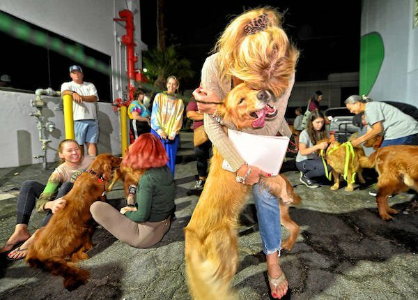 31 Hunde, die aus dem Fleischhandel gerettet wurden, finden ein Zuhause für immer
