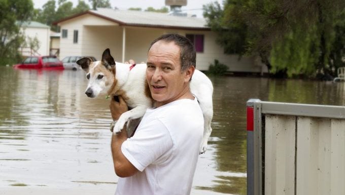 retten Sie Ihren Hund Naturkatastrophe