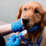 Studie hebt die Heilkraft von Therapiehunden für Fibromyalgie-Patienten hervor