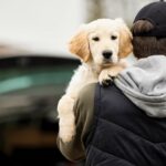 Hundediebstahl ist auf dem Vormarsch.  Der Gesetzgeber muss handeln