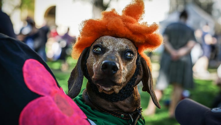 Die Halloween-Hundeparade am Tompkins Square ist zurück
