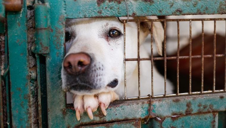 Beamte beschlagnahmen über 230 Tiere, darunter Hunde, aus einem kalifornischen Tierheim