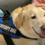 Therapiehund mit Krawatte beruhigt Grundschüler