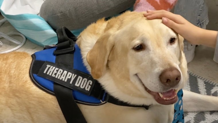 Therapiehund mit Krawatte beruhigt Grundschüler