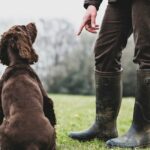 Autoritätsvolle Hundeerziehung bringt gut angepasste Haustiere hervor