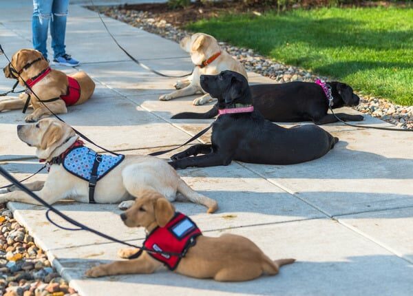 35 Hunde absolvieren die Assistenzhundeausbildung