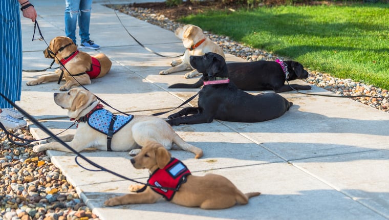 35 Hunde absolvieren die Assistenzhundeausbildung