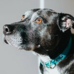 Senior Dog Rescue gibt älteren Hunden eine zweite Chance
