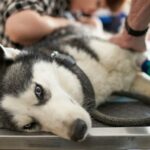 „Klick“-Chemie gewinnt Nobelpreis und behandelt Hundeknochenkrebs