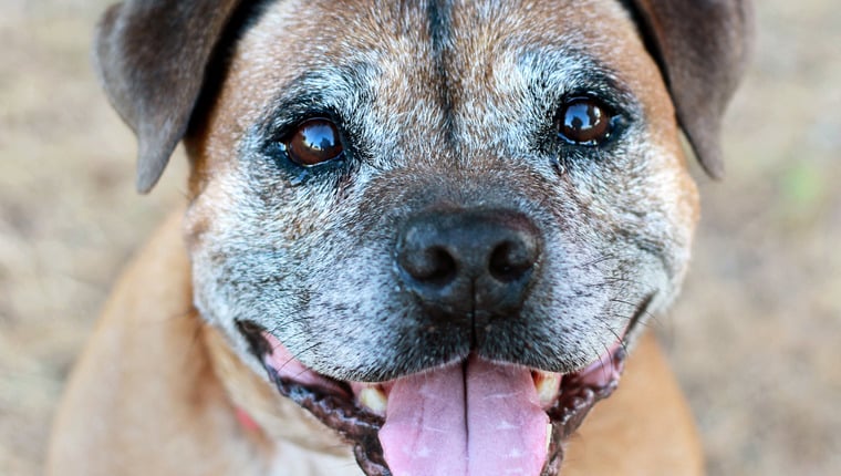 Rettungshund findet mit 22 Jahren ein Zuhause für immer