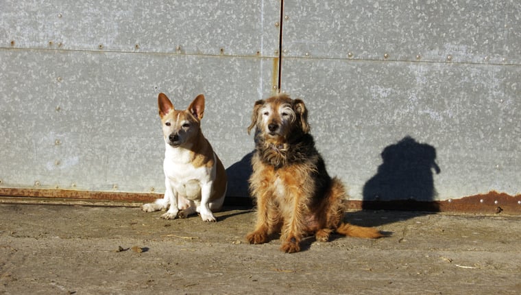 Erste Online-Adoptionsmesse für ältere Hunde in Rumänien startet