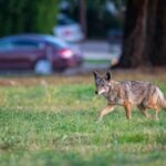 Erinnerung: Schützen Sie Ihren Hund im Winter vor Kojoten